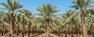 Lee más sobre el artículo Aceite de palma y deforestación
