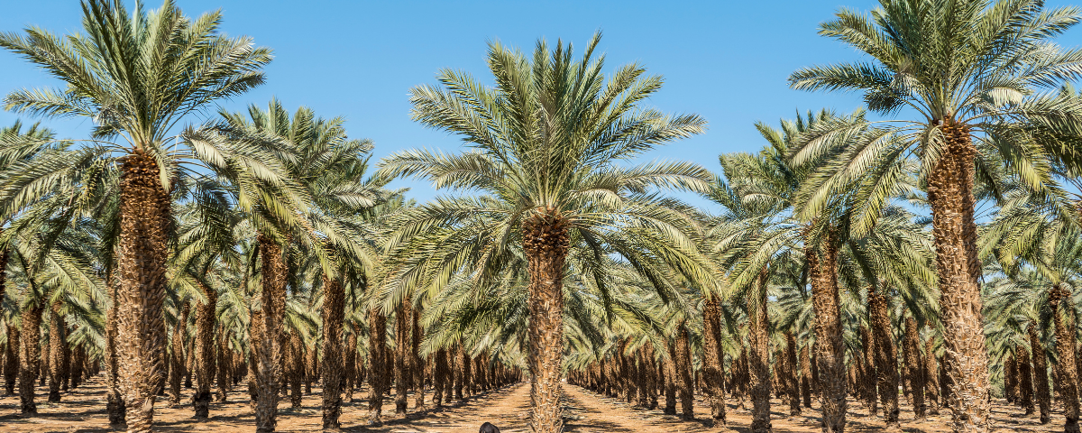 You are currently viewing Palm Oil and Deforestation